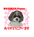 幸せを運ぶ犬 Happy シーズー犬 ハッピー（個別スタンプ：20）