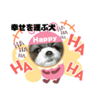 幸せを運ぶ犬 Happy シーズー犬 ハッピー（個別スタンプ：34）