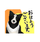 【動く】ボーダーコリー犬のジョン（個別スタンプ：1）