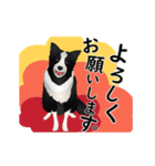 【動く】ボーダーコリー犬のジョン（個別スタンプ：10）