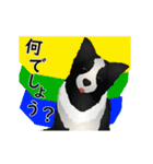 【動く】ボーダーコリー犬のジョン（個別スタンプ：11）