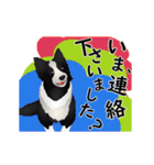 【動く】ボーダーコリー犬のジョン（個別スタンプ：12）