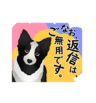 【動く】ボーダーコリー犬のジョン（個別スタンプ：15）