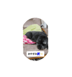 一扇と僕のワンちゃん達（個別スタンプ：3）