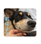 吾輩はレオ様也（個別スタンプ：2）
