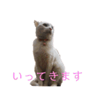 吾輩はレオ様也（個別スタンプ：3）