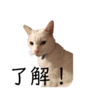 吾輩はレオ様也（個別スタンプ：6）
