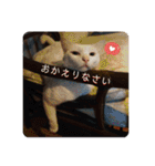 吾輩はレオ様也（個別スタンプ：13）