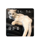 吾輩はレオ様也（個別スタンプ：15）