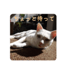 吾輩はレオ様也（個別スタンプ：20）