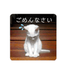吾輩はレオ様也（個別スタンプ：21）