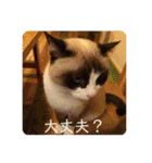 吾輩はレオ様也（個別スタンプ：22）