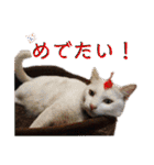 吾輩はレオ様也（個別スタンプ：25）