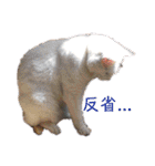 吾輩はレオ様也（個別スタンプ：36）