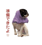 フレンチ・ブルドッグ      福malu（個別スタンプ：5）
