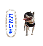フレンチ・ブルドッグ      福malu（個別スタンプ：38）