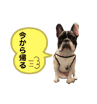 フレンチ・ブルドッグ      福malu（個別スタンプ：39）