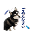 黒柴みかんのスタンプ（個別スタンプ：8）
