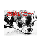チワワちゃんが挨拶（個別スタンプ：8）
