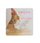我らあずもなニャ（個別スタンプ：1）