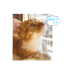 我らあずもなニャ（個別スタンプ：3）