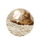 我らあずもなニャ（個別スタンプ：7）