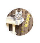 我らあずもなニャ（個別スタンプ：8）
