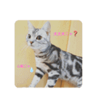 我らあずもなニャ（個別スタンプ：11）