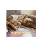 我らあずもなニャ（個別スタンプ：12）