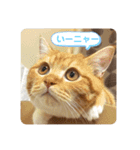我らあずもなニャ（個別スタンプ：14）