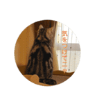 我らあずもなニャ（個別スタンプ：15）