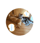 我らあずもなニャ（個別スタンプ：16）