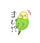 ゆるかわセキセイインコ（個別スタンプ：17）