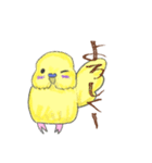 ゆるかわセキセイインコ（個別スタンプ：20）