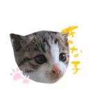 仔猫のきな子（個別スタンプ：1）