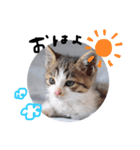 仔猫のきな子（個別スタンプ：2）