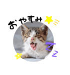 仔猫のきな子（個別スタンプ：3）