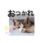 仔猫のきな子（個別スタンプ：4）
