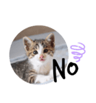 仔猫のきな子（個別スタンプ：6）