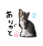 仔猫のきな子（個別スタンプ：7）