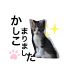 仔猫のきな子（個別スタンプ：8）