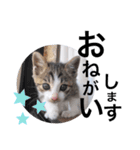 仔猫のきな子（個別スタンプ：9）