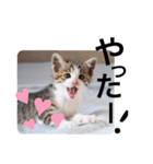 仔猫のきな子（個別スタンプ：11）