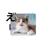仔猫のきな子（個別スタンプ：12）