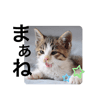 仔猫のきな子（個別スタンプ：14）
