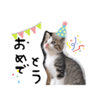 仔猫のきな子（個別スタンプ：15）