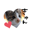 仔猫のきな子（個別スタンプ：16）