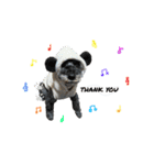 老犬シュナウザー（個別スタンプ：1）