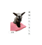 老犬シュナウザー（個別スタンプ：2）