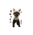 老犬シュナウザー（個別スタンプ：5）